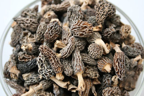 Morel / Morchella