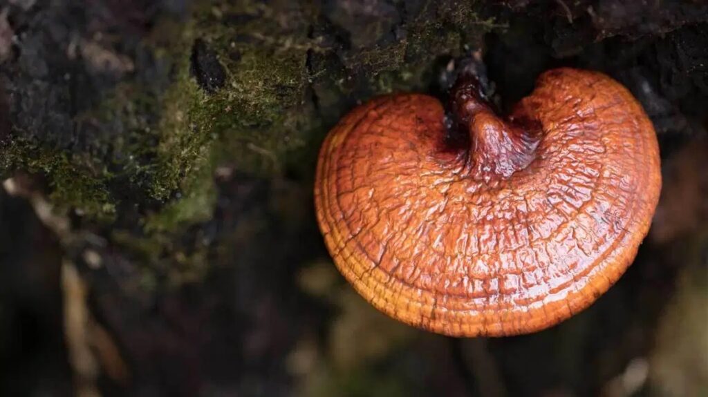 Lingzhi / Reishi
