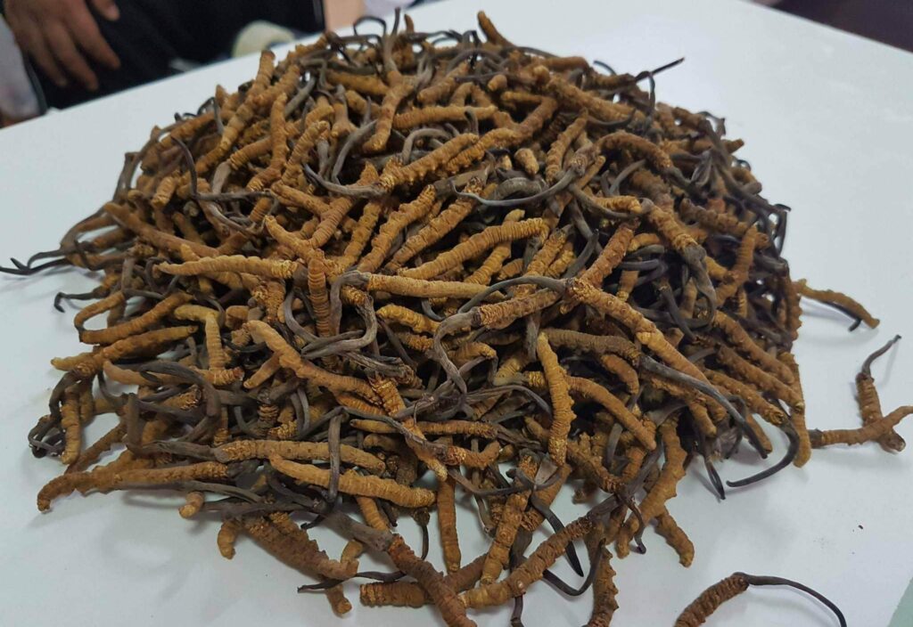 Yarsagumba / Cordyceps